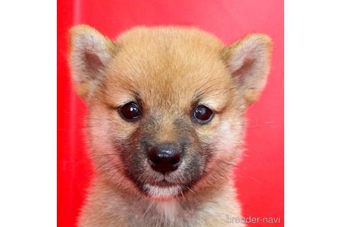 成約済の愛知県の柴犬-192185の1枚目